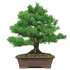 white pine bonsai care sheet