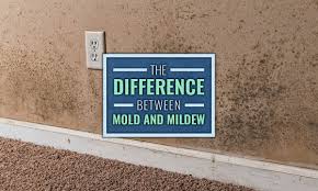 difference between mold mildew