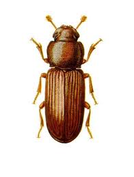 do flour beetles fly which ones can