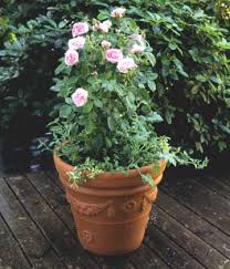 How To Plant Pots Of Roses