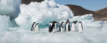 Image result for kids learn about antarctica