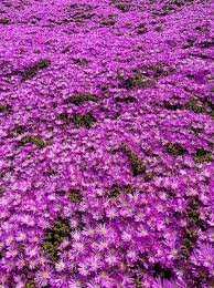 you must see the magic purple carpet of