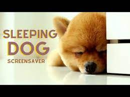 cute sleeping dog screensaver