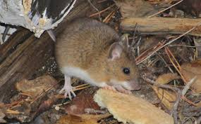 Мышовки: особенности, виды и способы борьбы
