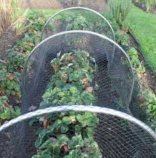We make heavy duty solid steel plant supports and plant stakes. Garden Hoops Tunnels Cloches At Gardening Naturally
