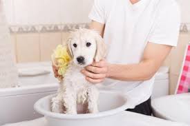 Bathing your puppy can be tricky, especially for new owners. When To Give A Puppy A Bath For The First Time Tips And Advice