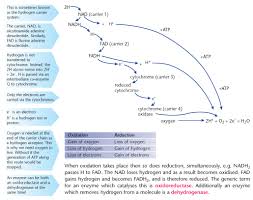 Glycolysis And The Krebs Cycle Biology Revision