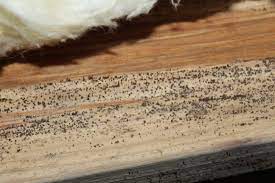 microbial growth on floor joists in a