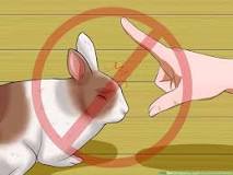 Image result for how to build a rabbit agility course