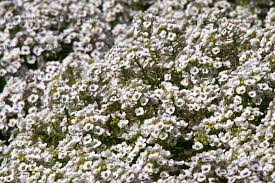alyssum carpet of snow flowers