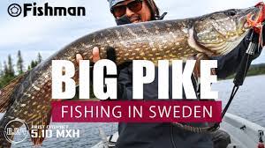 パックロッドBC4 5.10MXHでメーターパイク! Pike fishing in Sweden with pack lod【Fishman】 -  YouTube