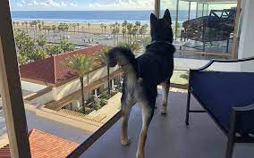 the best dog friendly hotels along the