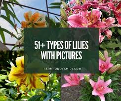 46 diffe types of lilies with