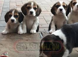 Pictures of buddy a beagle for adoption in salem, oh who needs a loving home. Beagle Puppies For Adoption The Y Guide