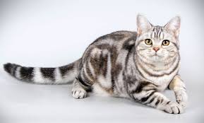grey tabby cats facts and frequently