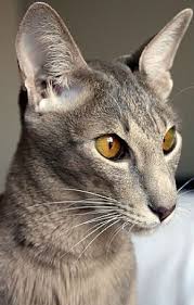 The pleasantly rounded head has no flattened areas, and there is a very visible spot in profile. The Oriental Shorthair Cat Cat Breeds Encyclopedia