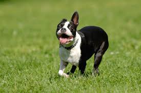 French bulldogs have high risk for back injuries. French Bulldogs With Skin Allergies Nom Nom