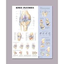Anatomical Chart For Knee Injuries