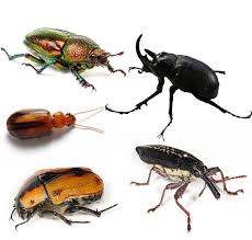 Beetle Wikipedia