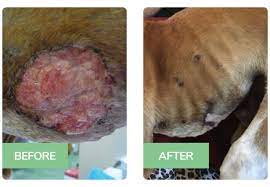 dog skin cancer natural options that