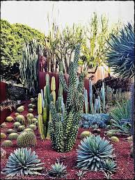 Desert Plants Landscaping Succulent