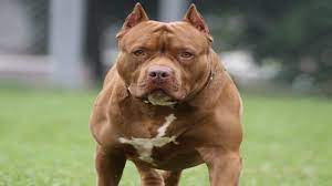 top 10 most dangerous dog breeds in the