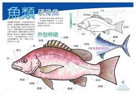 魚類- 硬骨魚