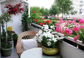 beautify your balcony with plants