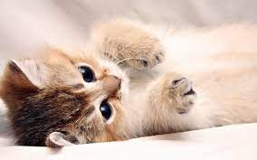 Baby Cats Wallpapers - Top Free Baby ...
