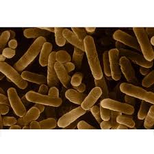 Bacillus Species