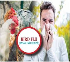 Bird Flu Confirmed In Texas