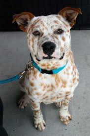 The very first generation of american pitbull terrier and dalmatian mix is a cross between pure pitbull and dalmatian. 40 Times Pit Bulls Mixed With Other Breeds And The Result Was Absolutely Pawsome Bored Panda