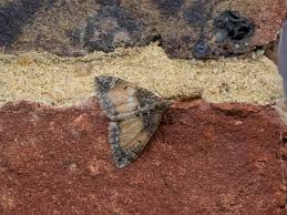 attract moths to your carpet
