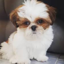 This is noticeable by about seven weeks old. Shih Tzu Puppies For Sale Near Me Shih Tzu Puppies Price