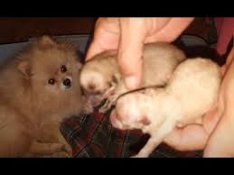 two newborn cream pomeranian toy pom