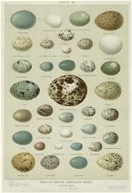 Eggs Of North American Birds Natural Sizes From From