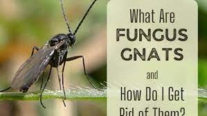 What Causes Gnats And How To Get Rid Of