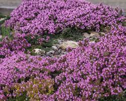 perennial ground cover plant seeds
