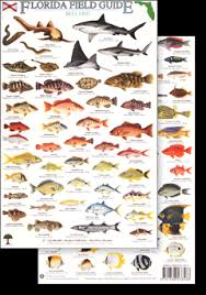 Gulf Of Mexico Fish Chart Trout Fly Identification Chart