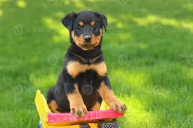 rottweiler puppy sitting on toy truck