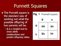 Phenotypes of offspring is important for many reasons. Genetics Using Punnett Squares Early Genetics The Study