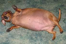 Overweight and obese dogs are typically inactive and spend a lot of time scarfing down their food. Pin On Funny Animals