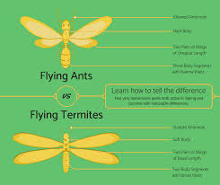 flying ants vs winged termites easy