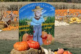 Your Guide To Colorados Pumpkin Patches Corn Mazes And
