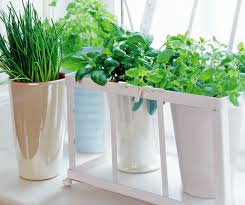 how to grow an indoor vegetable garden