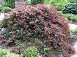 This is my garden is a website dedicated to spreading the love and knowledge of gardening around the world. How Can I Start A New Weeping Japanese Maple Tree Gardening Q A With George Weigel Pennlive Com