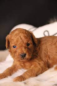 bandit male red toy poodle family