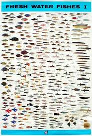 Freshwater Aquarium Fish List Types Of Catfish For