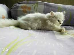 If you want to find people who have pets for sale, visit one of the numerous pet stores. Arabic Persian Cat For Sale Patna Zamroo