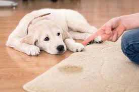 pet stains thoroclean carpet cleaning